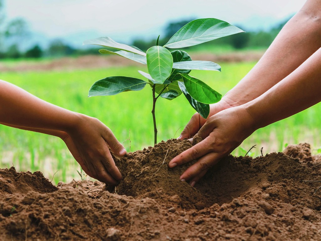 Tree-Planting