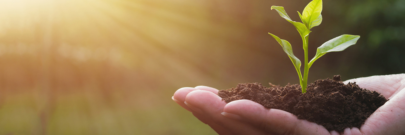 Garden Soil Sale
