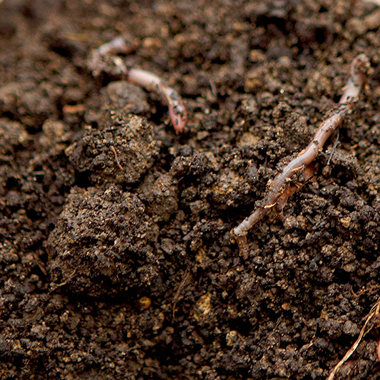 1YD/Small Bags Lawn Soil